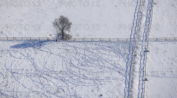 Aerial view, snow-covered meadow with single tree, fences, tracks in the snow, winter, centre,