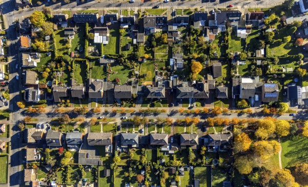 Aerial view, housing estate with autumnal avenue of trees between Berliner Straße and Hammer Straße