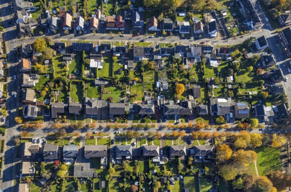 Aerial view, housing estate with autumnal avenue of trees between Berliner Straße and Hammer Straße