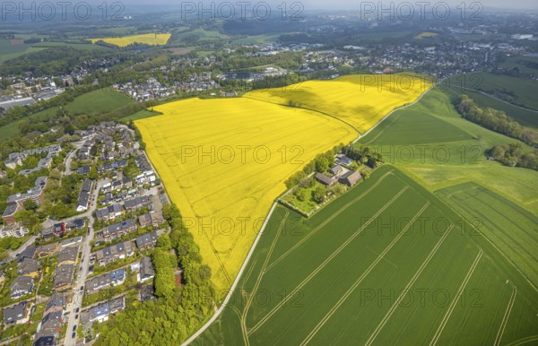 Aerial view, rape fields Heidestraße corner Dümgesweg, Leubeck, Heiligenhaus, Ruhr area, North