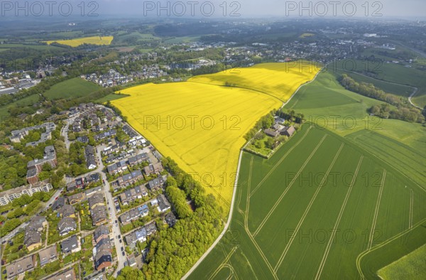 Aerial view, rape fields Heidestraße corner Dümgesweg, Leubeck, Heiligenhaus, Ruhr area, North