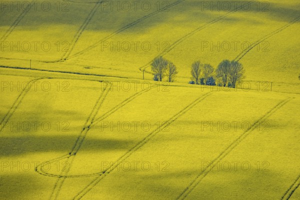 Aerial view, rape fields Heidestraße corner Dümgesweg, Leubeck, Heiligenhaus, Ruhr area, North