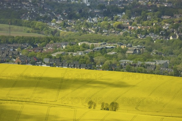Aerial view, rape fields Heidestraße corner Dümgesweg, Leubeck, Heiligenhaus, Ruhr area, North