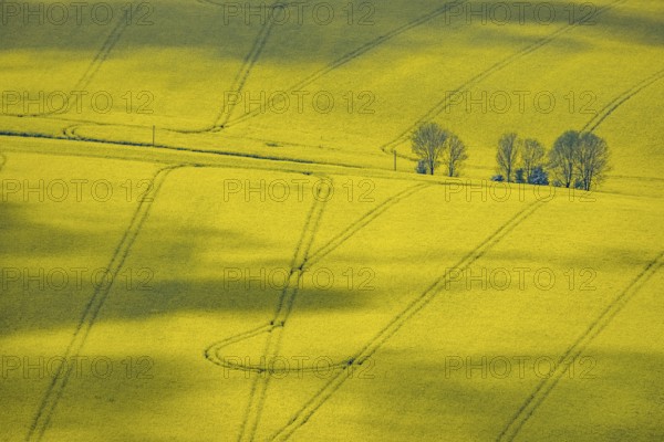 Aerial view, rape fields Heidestraße corner Dümgesweg, Leubeck, Heiligenhaus, Ruhr area, North