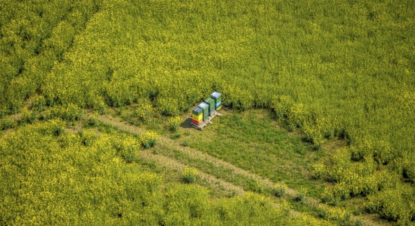 Aerial view, Colourful beehive in rape field Zur Hansheide, Flandersbach, Wülfrath, Ruhr area,