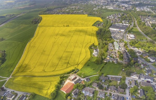 Aerial view, rape fields Heidestraße corner Dümgesweg, Leubeck, Heiligenhaus, Ruhr area, North
