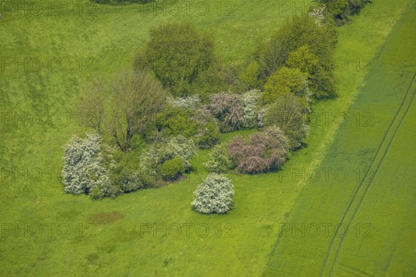 Aerial view, trees in a meadow, Leubeck, Heiligenhaus, Ruhr area, North Rhine-Westphalia, Germany,