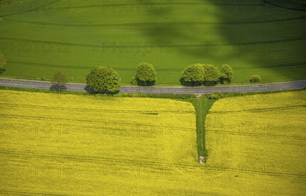 Aerial view, row of trees and rape field at Losenburger Straße, Hetterscheidt, Heiligenhaus, Ruhr