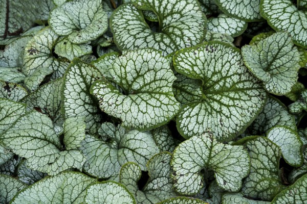 Brunnera macrophylla, also known as Siberian bugloss, great forget-me-not, largeleaf brunnera,