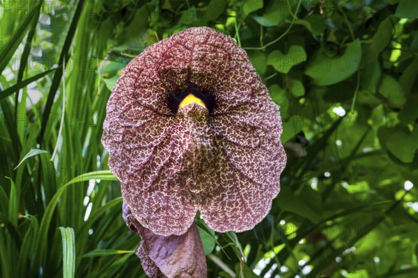 Aristolochia littoralis flower, calico flower or elegant Dutchman's pipe, a species of evergreen