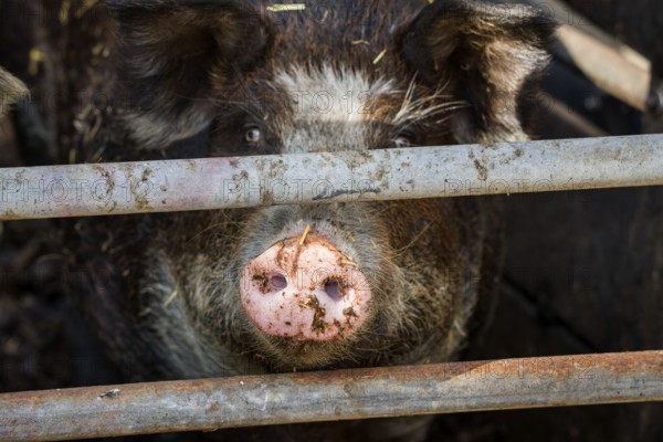 Baumberger Landschweine, crossbreeding breeds from Bentheim Black Pied, also known as Buntes