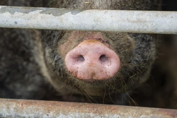 Close up of a pig's nose of Baumberger Landschweine, crossbreeding breeds from Bentheim Black Pied,
