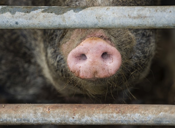 Close up of a pig's nose of Baumberger Landschweine, crossbreeding breeds from Bentheim Black Pied,