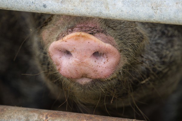 Close up of a pig's nose of Baumberger Landschweine, crossbreeding breeds from Bentheim Black Pied,