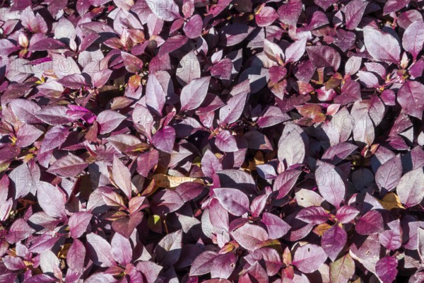 Alternanthera brasiliana, also known as large purple alternanthera, metal weed, bloodleaf, parrot