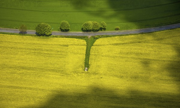 Aerial view, row of trees and rape field at Losenburger Straße, Hetterscheidt, Heiligenhaus, Ruhr