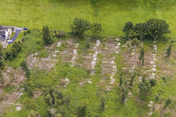 Aerial view, forest with felled trees at Holtkamp in the district Bausenhagen, Fröndenberg/Ruhr,