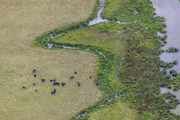 Aerial view, grazing cattle and river meander at the Kiebitzwiese nature reserve in Fröndenberg,
