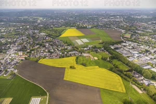 Aerial view, tree in rape field, Essen-Freisenbruch, Essen, Ruhr area, North Rhine-Westphalia,