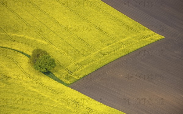 Aerial view, tree in rape field, Essen-Freisenbruch, Essen, Ruhr area, North Rhine-Westphalia,