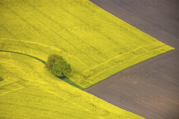 Aerial view, tree in rape field, Essen-Freisenbruch, Essen, Ruhr area, North Rhine-Westphalia,