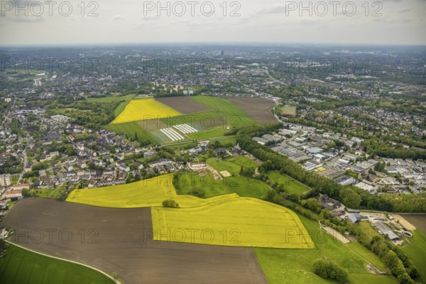 Aerial view, tree in rape field, Essen-Freisenbruch, Essen, Ruhr area, North Rhine-Westphalia,