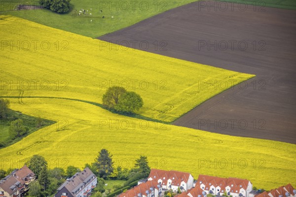 Aerial view, tree in rape field, Essen-Freisenbruch, Essen, Ruhr area, North Rhine-Westphalia,