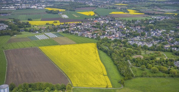 Aerial view, rape fields, Essen-Freisenbruch, Essen, Ruhr area, North Rhine-Westphalia, Germany,