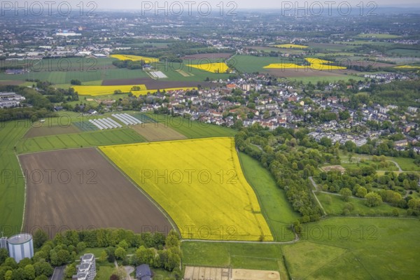 Aerial view, rape fields, Essen-Freisenbruch, Essen, Ruhr area, North Rhine-Westphalia, Germany,