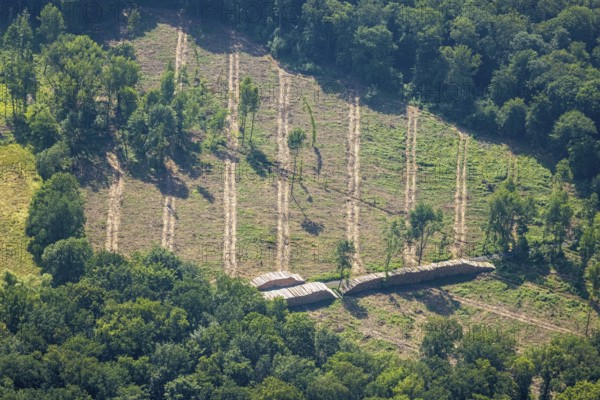 Aerial view, Fürstenberg Füchtener Heide forest area with forest damage in Lüttringen, Ense,