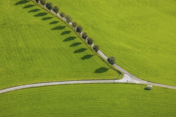 Aerial view, tree avenue Mittelhesterberg in the district Rüggeberg in Ennepetal, Ruhr area, North