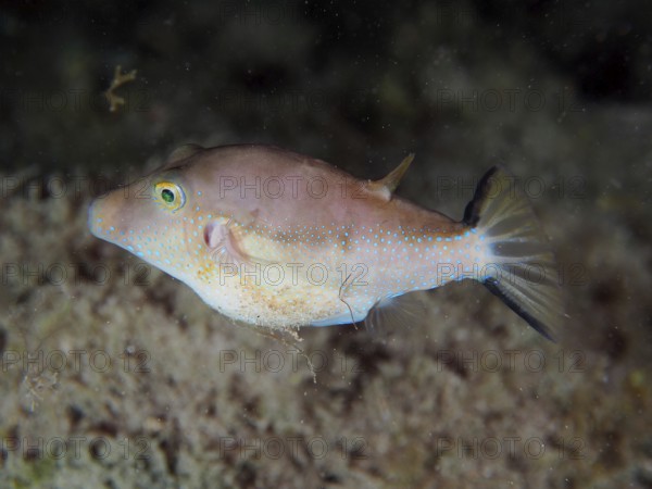 A pointed pufferfish (Canthigaster rostrata) hovers above the sandy seabed. Dive site El Cabron