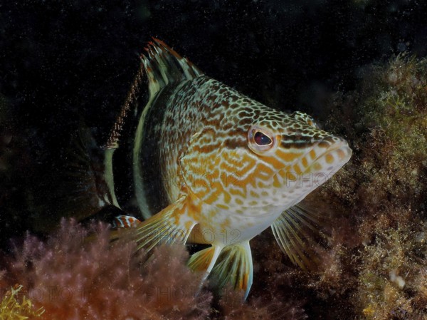 A scribefish (Serranus scriba) rests on algae in the underwater world. Dive site El Cabron marine