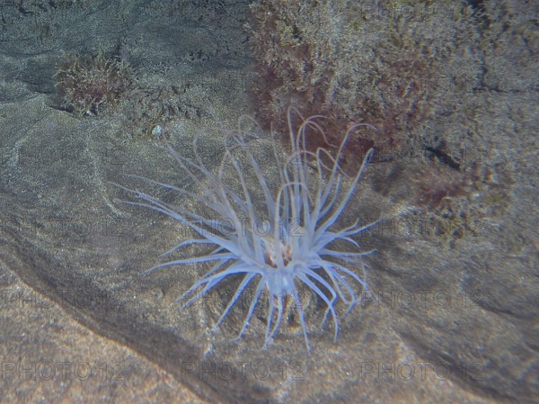 A cylindrical rose (Pachycerianthus) unfurls its tentacles on the seabed. Dive site El Cabron