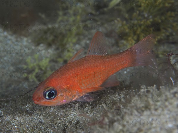 Small red fish, mullet king (Apogon imberbis), above the seabed, large eyes and vivid colour. Dive
