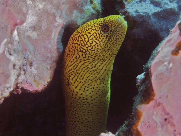 Golden-tailed moray eel (Gymnothorax miliaris) hiding in a cave in the reef, bright yellow with