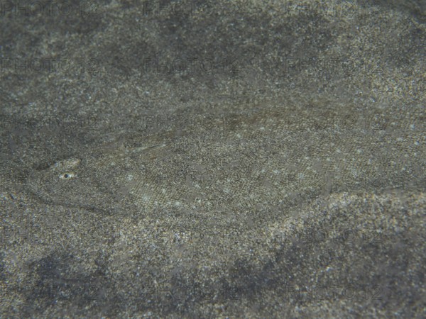 A flatfish, dog tongue (Symphurus insularis) is perfectly camouflaged on the sandy seabed, barely
