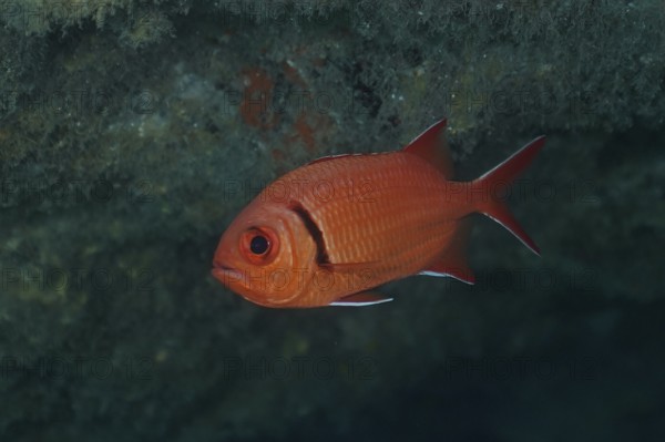 Bright red Jacobus soldierfish (Myripristis jacobus) floating in the clear water, eyes clearly