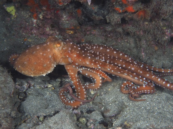 A rusty brown octopus, Callistoctopus macropus (Callistoctopus macropus), moves across the seabed.