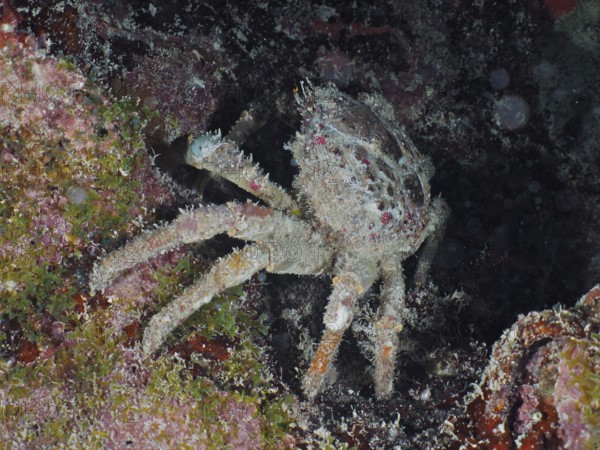 Camouflaged crab, West Indian spider crab (Maguimithrax spinosissimus), sits under an overhang and
