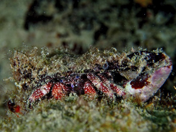 A hermit crab camouflaged in the coral reef with a large, rough shell, White-spotted hermit crab