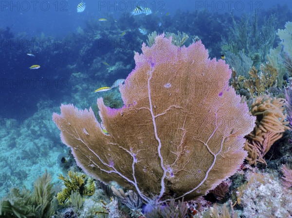 Large fan coral, Venus fan (Gorgonia ventalina), surrounded by colourful fish, bright colours in