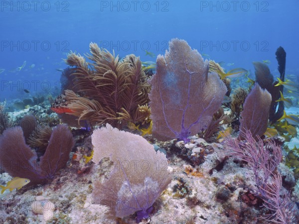 Coral reef with various soft corals, including Venus fans (Gorgonia ventalina) and fish in clear,