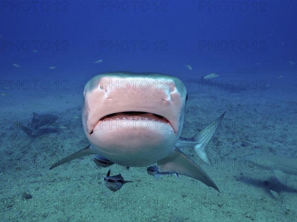 Close-up of a tiger shark (Galeocerdo cuvier) swimming towards the camera in the deep blue water of