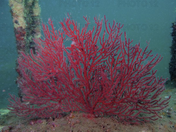 Red coral, deep-sea gorgonian (Iciligorgia schrammi), on sandy seabed, surrounded by aquatic