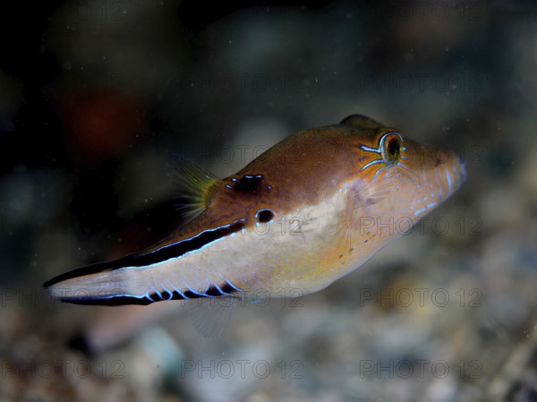 A brown fish with neon coloured accents, Congo pufferfish (Canthigaster rostrata), swims in an