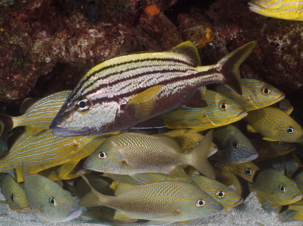 A Spanish grunt (Haemulon macrostomum) in front of a school of fish with stripes. Dive site John