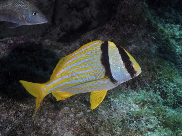A yellow striped fish, pig grunt (Anisotremus virginicus), swims on a reef in the ocean. Dive site