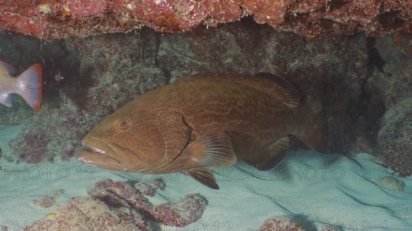 A large Black Grouper (Mycteroperca bonaci) hides under a reef on the sandy seabed. Dive site John