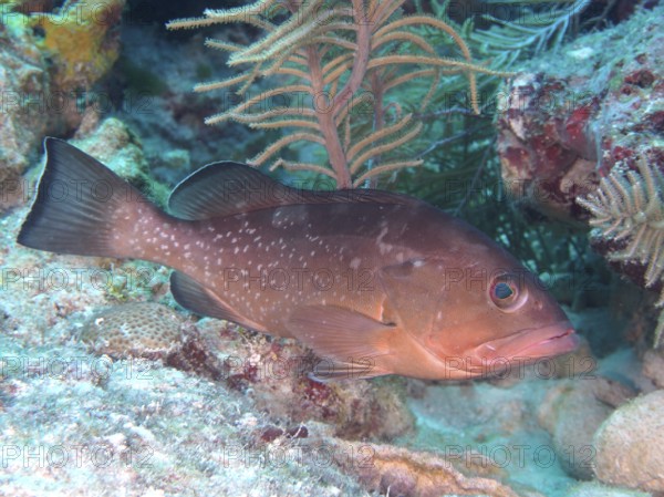 A single Black Grouper (Mycteroperca bonaci) near corals in an underwater landscape. Dive site John